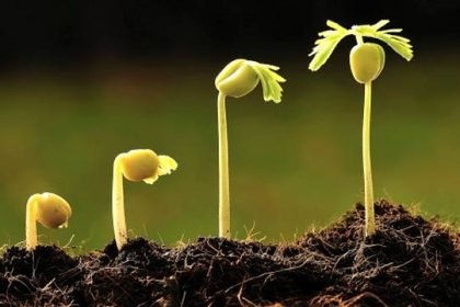 Bertumbuh, Berakar, Berbuah